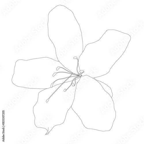 A black and white contour drawing of a rhododendron or azalea flower. The detailed outline clearly defines its petals and leaves against a stark white background.