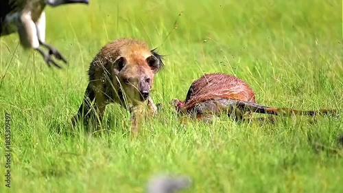 Spotted Hyena Feeding on Carcass in the Wild Savannah