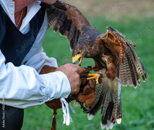 Εκτύπωση καμβά Falconer holding hawk feeding on a gloved hand