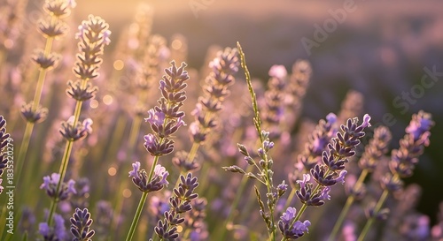 Close up of beautiful lavender flowers in a field at sunset.