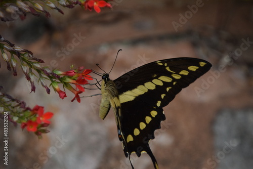papilio cresphontes butterfly sipping nectar from red kalanchoes with beige background