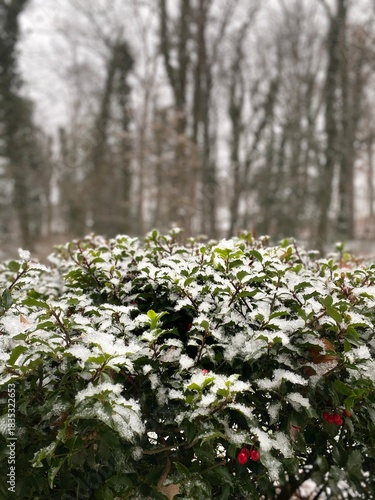 Winter Forest with Light Snowfall and Holly Bush Evergreen in Foreground