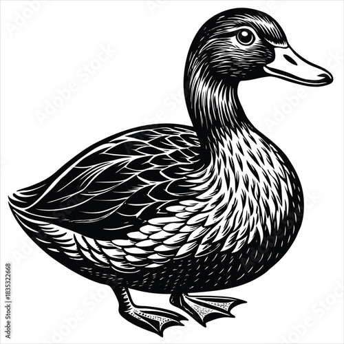 duck vector illustration