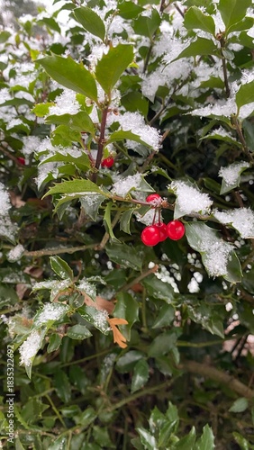 Closeup of Holly Bush Evergreen with Red Berries in Winter with Snow