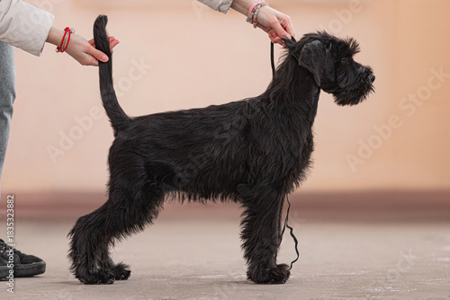 Black Russian Terrier puppy standing in show stack position, outdoor pavement background.	Purebred dog in classic show stance, tail and head held by handler, demonstrating correct body proportions 