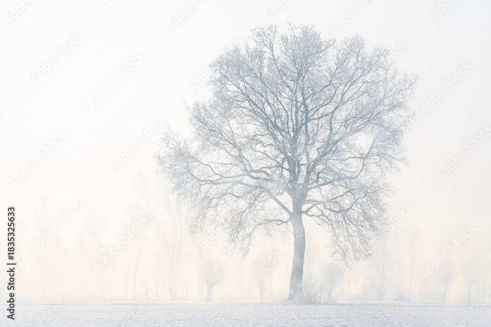 Fototapeta premium Frosty Tree in Misty Winter Landscape at Sunrise