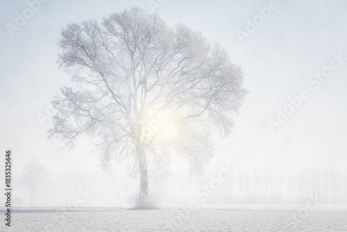 Frosty Tree in Misty Winter Landscape at Sunrise