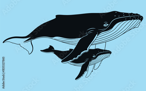 Majestic killer whale illustration in dynamic pose