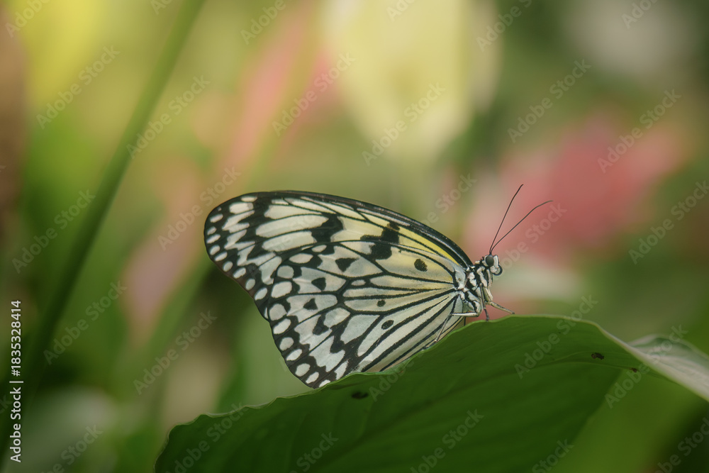 Fototapeta premium butterfly on a leaf