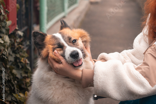 The hands of a female owner stroke her samoyed husky dog on the street during a walk in the autumn.