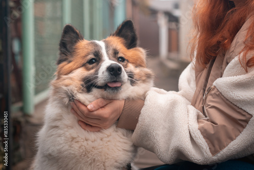 Friendship between dog and owner, young woman strokes her pet Samoyed Husky