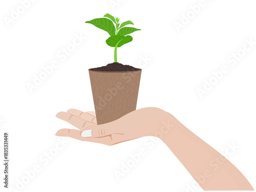 Woman's hand holding a tree on a white background.