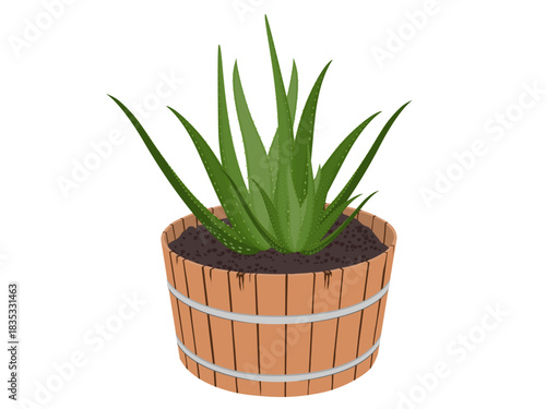 Aloe vera on a white background.
