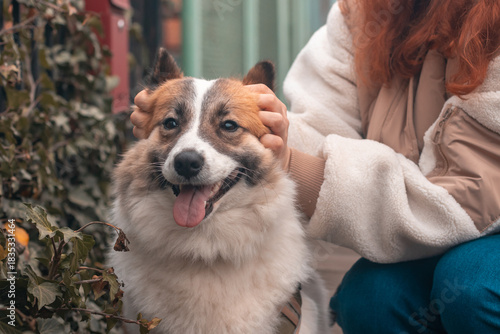 Hands of female owner stroking samoyed  dog outsides in the autumn