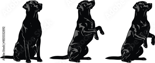 Black Labrador Retriever Training Illustration Set Showing Sit and Beg Poses, Loyal Domestic Dog Silhouette for Pet Care and Obedience Concepts