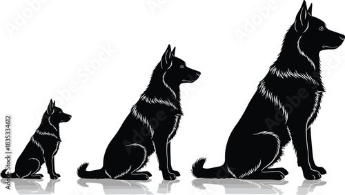 Black Silhouette Vector Illustration Set of German Shepherd Dogs from Puppy to Adult with Reflections, Showing Growth Stages on White Background