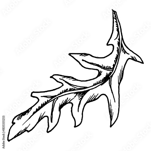 Vector illustration of an arugula leaf featuring slim lobes and a defined central vein. The clean linear style fits herb set, salad mixes, fresh ingredient, sandwich graphics and pizza topping concept