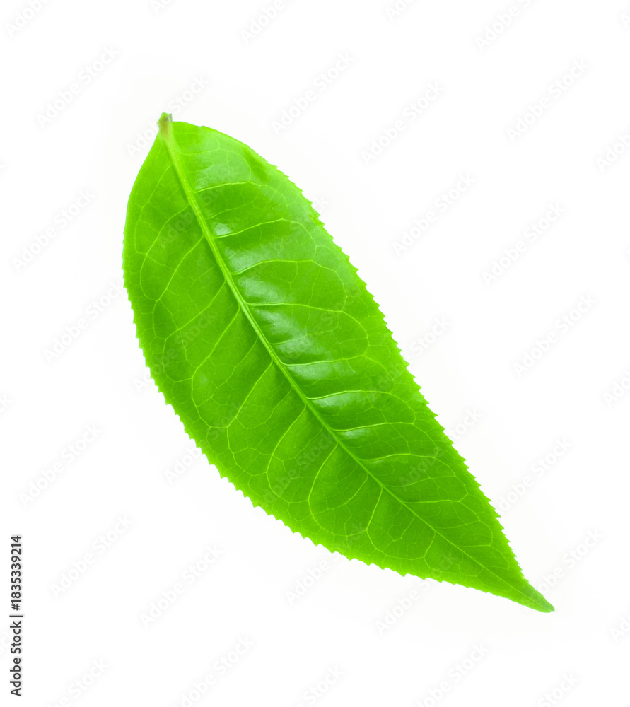 Obraz premium green tea leaf isolated on white background.