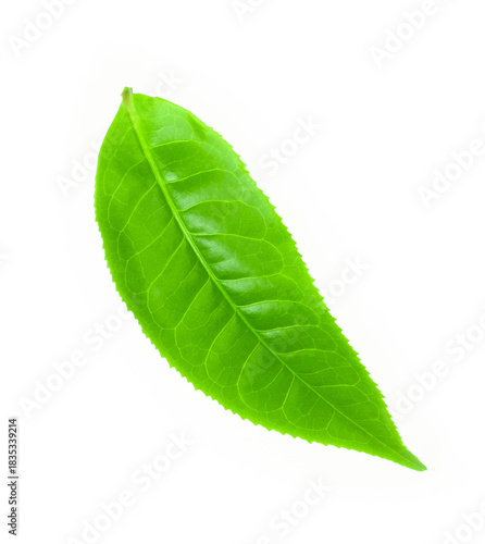 green tea leaf isolated on white background.