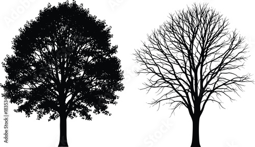 One in Full Leafy Summer Foliage and the Other a Bare Deciduous Winter Form Vector Illustration
