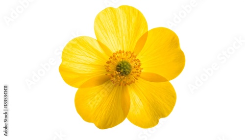 Close-up of vibrant yellow flower with five delicate petals