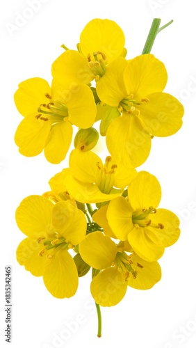 Close-up of vibrant yellow flowers on a delicate stem