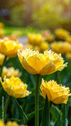 Close-up of vibrant yellow tulips in full bloom on a sunny day