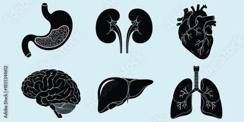 Human organs, internal anatomy, stomach, kidneys, heart, brain, liver, lungs, trachea, silhouette icons, healthcare, flat vector illustration