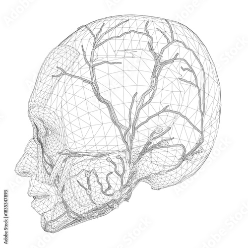 Wireframe human skull showing detailed anatomy of the cranial structure, brain cavity, facial bones, and muscle attachment points.
