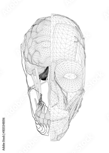 Human skull drawing showing detailed anatomy of the head, brain cavity, facial muscles, and bone structure. This medical illustration is ideal for educational use.