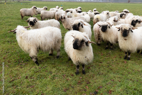 A herd of white sheep with a black beak, nose and ears. Walliser Schwarznase, Black nose sheep.