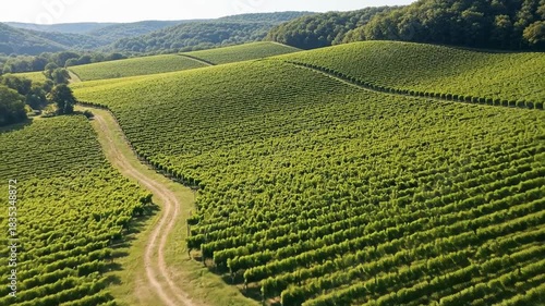 Expansive Vineyard Landscape Under Golden Sunlight.
