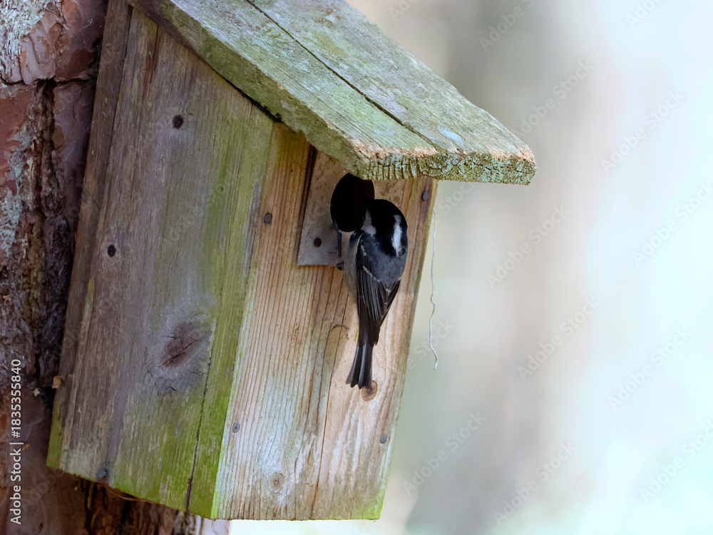 Obraz premium Zbliża się wiosna. Sikora sosnówka (Periparus ater) wybiera budki lęgowe udostępniane przez leśników. Sikora sosnówka (Periparus ater) to mały, aktywny ptak, który chętnie wybiera budki lęgowe w lasac