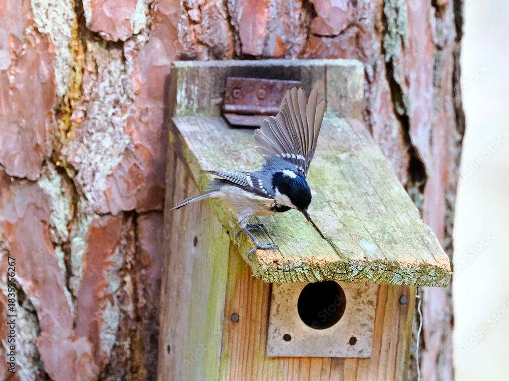 Obraz premium Zbliża się wiosna. Sikora sosnówka (Periparus ater) wybiera budki lęgowe udostępniane przez leśników. Sikora sosnówka (Periparus ater) to mały, aktywny ptak, który chętnie wybiera budki lęgowe w lasac