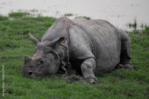 One-Horned Rhino taking it easy