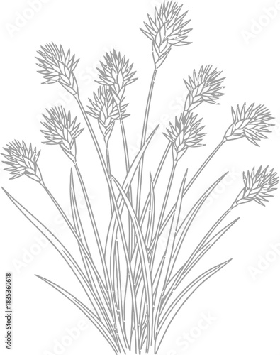 Schoenoplectus plant botany flora nature grass wetland reed sedge growth wild