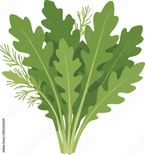 Bunch of Fresh Arugula and Dill on White greens salad