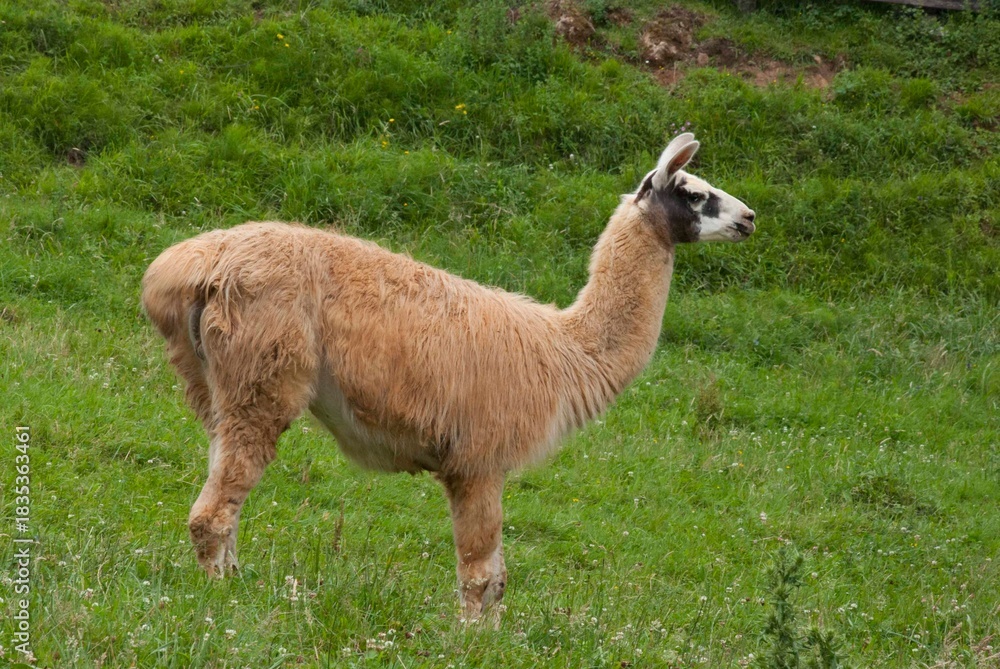 Naklejka premium Llama animal standing in green grassy field