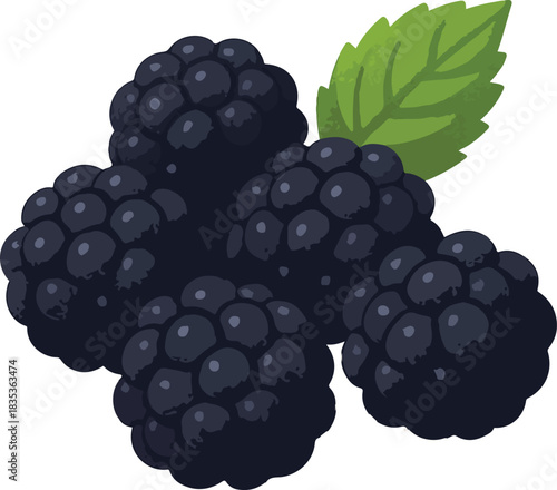 Dark Blackberries with Green Leaf on White fruit cluster