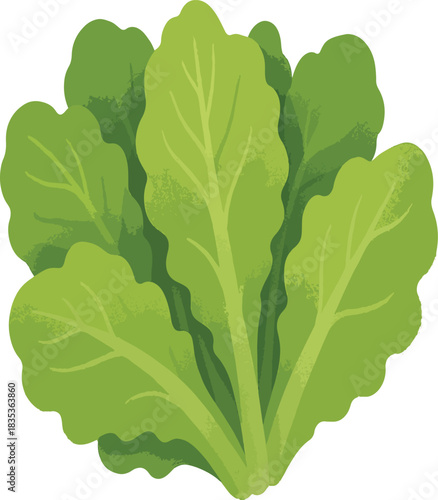Fresh Green Lettuce Leaves Illustration salad vegetable