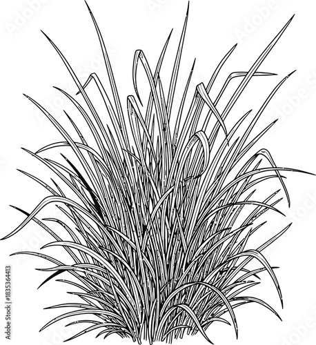 Grass plant nature field garden lawn blades growth green flora outdoor wild