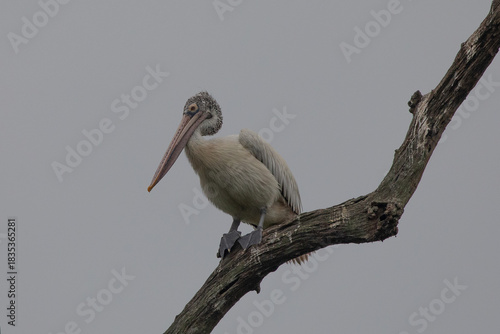 Spot-Billed Pelican at Kaziranga National Park, India