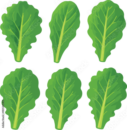 Six Green Lettuce Leaves salad vegetable