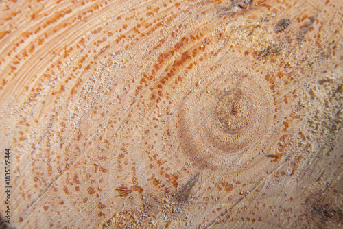 Macro photograph of the cross section of a tree trunk with visible growth rings and resin drops, highlighting the natural texture of the wood and organic patterns.