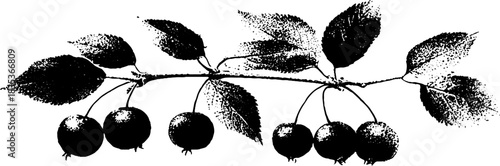 Black and white stencil illustration of a berry branch for botanical design