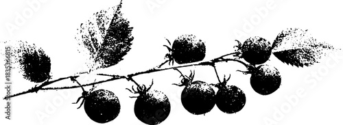 Monochrome stencil illustration of berry branch for artistic design