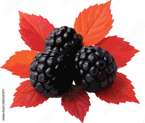Blackberries with Red Autumn Leaves on White Background