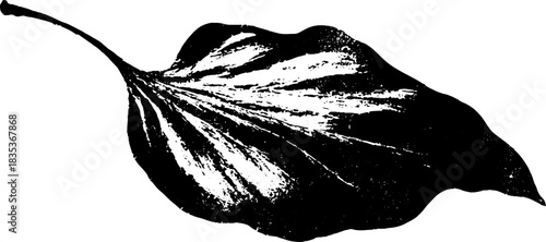 Black and white stencil art of a dried curled leaf illustration for design