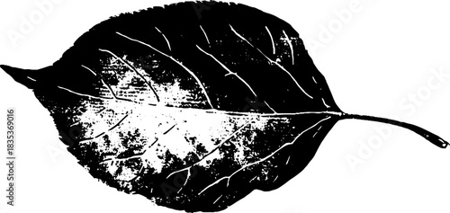 Black and white leaf skeleton stencil illustration for nature and botanical design