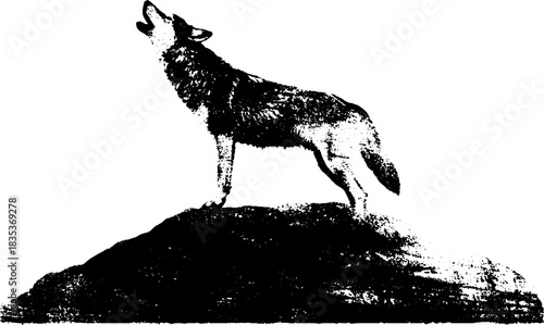 Black and white lone wolf stencil illustration for poster design